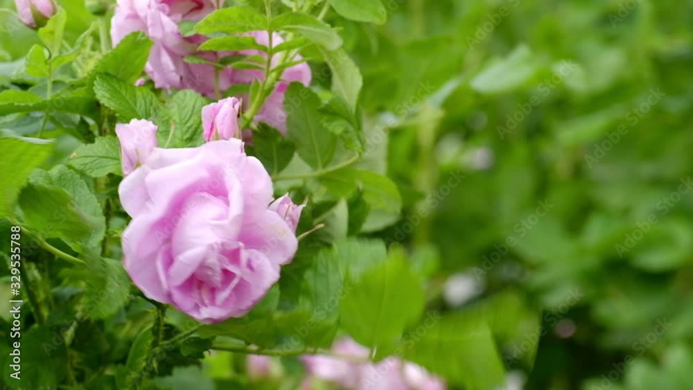 Rose bush meanders in the wind in summer. Close up. Rose bush meanders in the wind in summer. Close up.