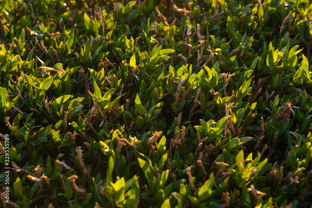 Grass - Close-up at Dawn Grass - Close-up at Dawn