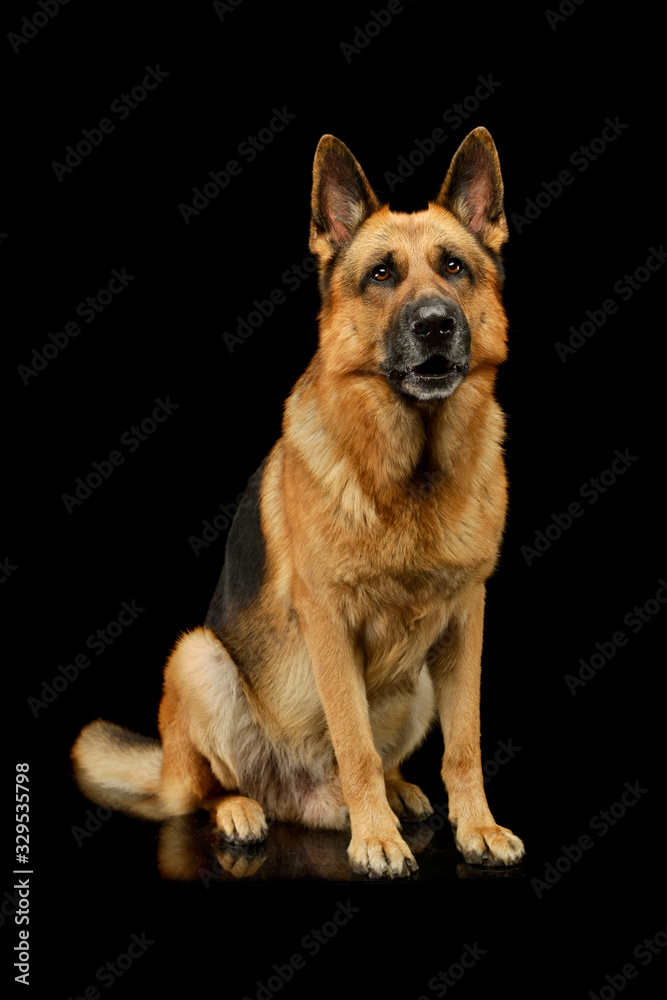 Studo shot of an adorable german shepherd dog