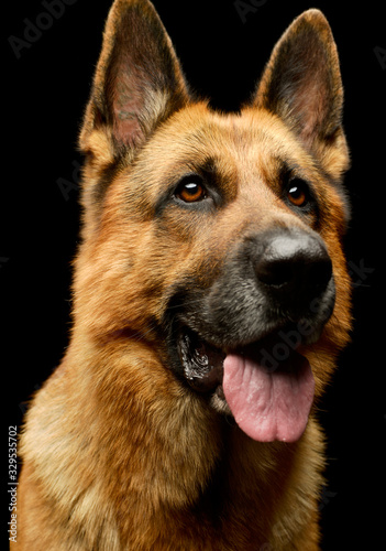 Portrait of an adorable german shepherd dog © kisscsanad