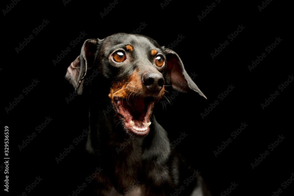 Portrait of an adorable Dachshund Portrait of an adorable Dachshund