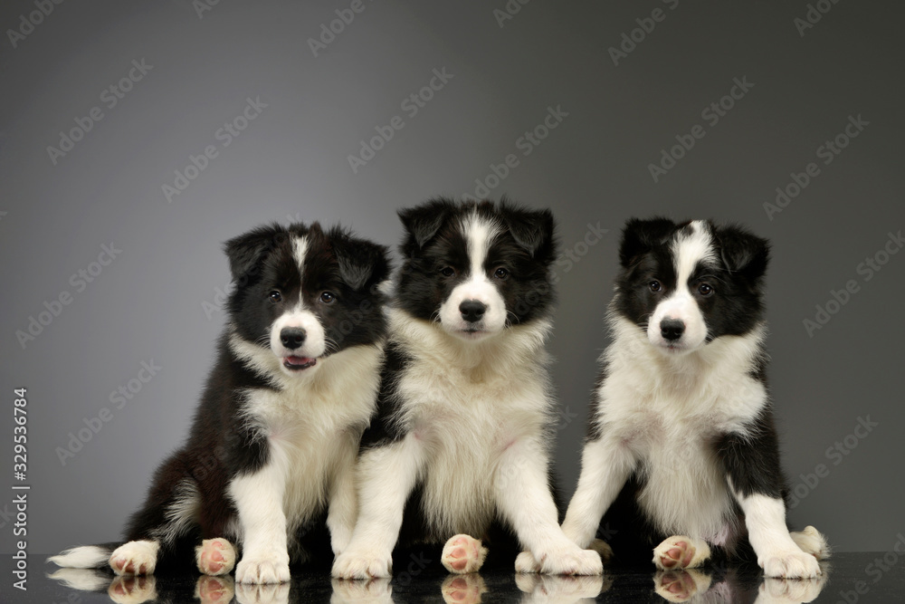 Studio shot of three adorable border collie puppies