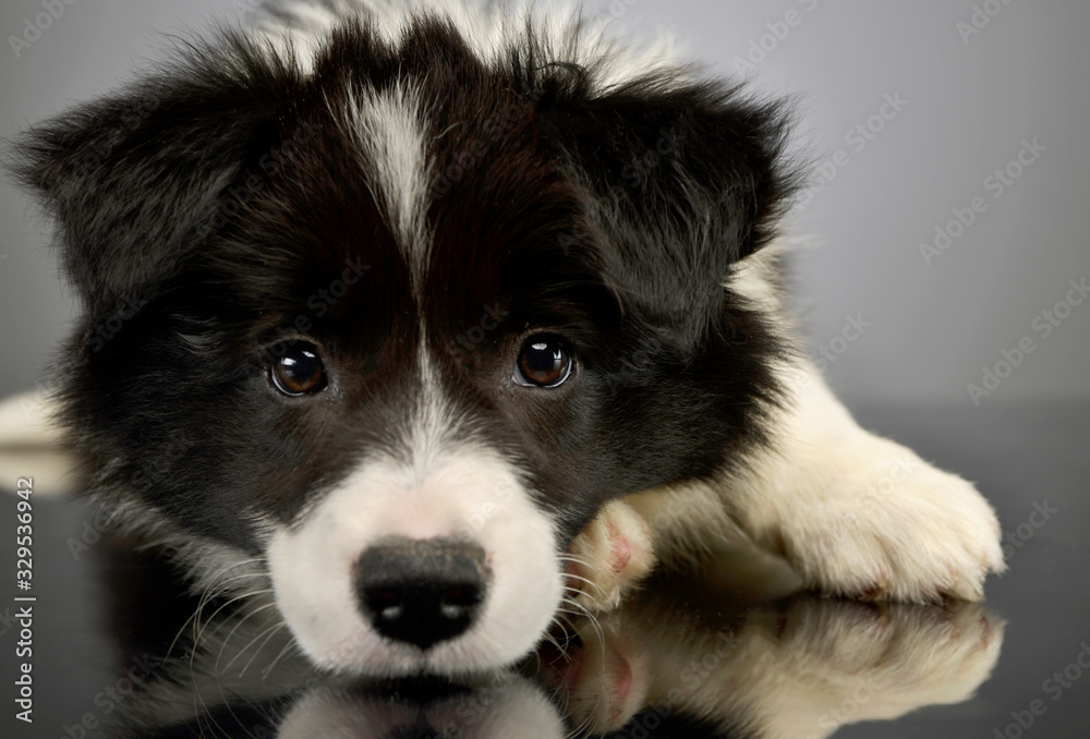 Portrait of a beautiful border collie puppy