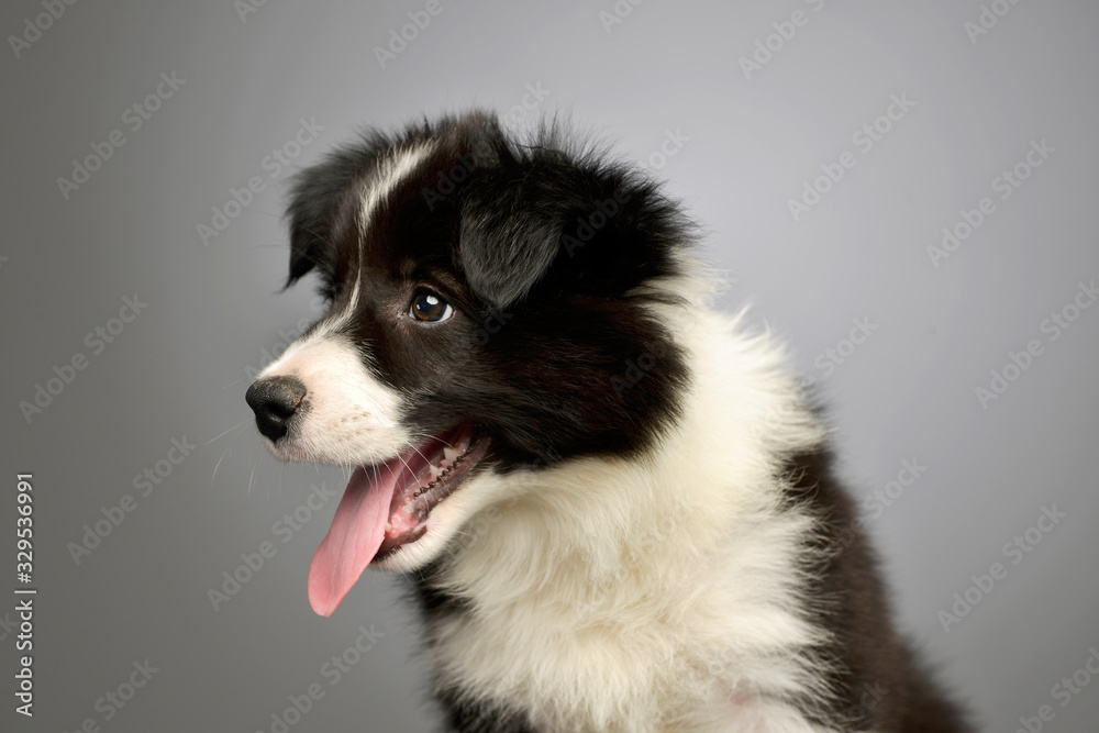 Portrait of a beautiful border colie puppy