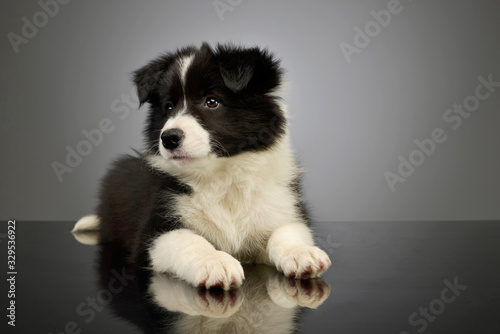 Studio shot of a beautiful border collie puppy