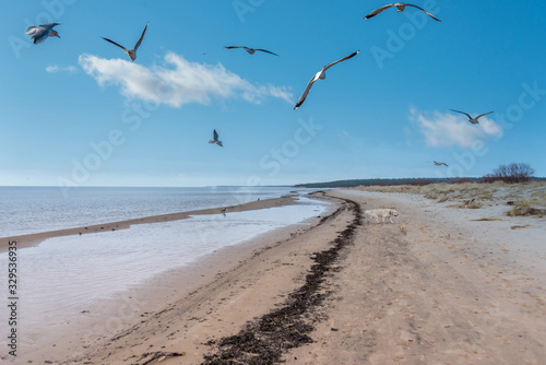 Birds over a Baltic Sea Beach on a Sunny Day