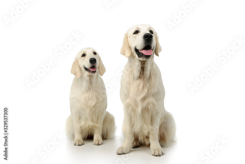 Studio shot of two adorable Golden Retrievers