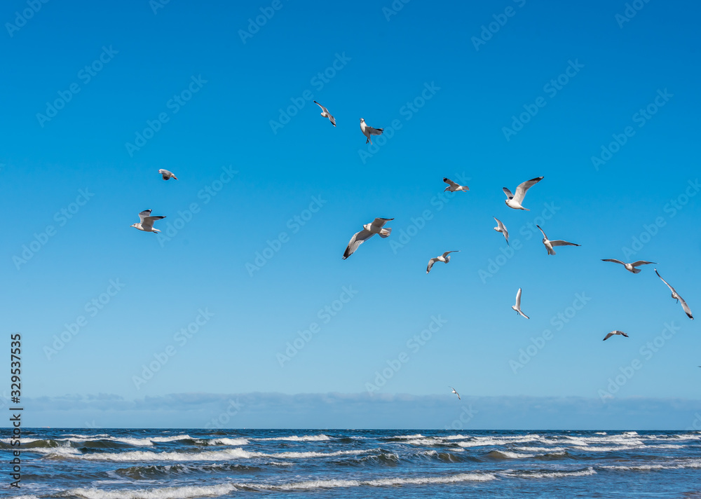 Fototapeta premium Birds over a Baltic Sea Beach on a Sunny Day