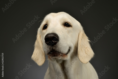 Portrait of a beautiful Golden Retriever puppy