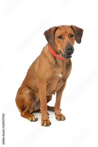 Studio shot of an adorable rhodesian ridgeback