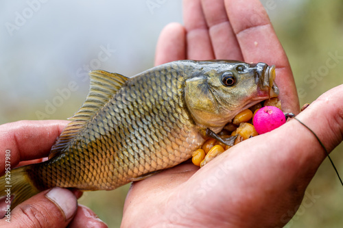 Fototapeta Naklejka Na Ścianę i Meble -  A man holding a small carp. Little fish in the hands of a fisherman. Summertime. Fishing.beautiful mirror carp portrait