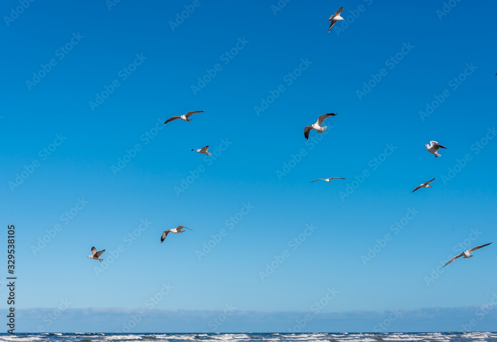 Fototapeta premium Birds over a Baltic Sea Beach on a Sunny Day