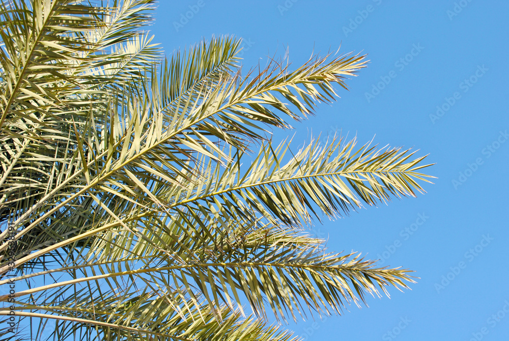Palm trees in clear blue sky Palm trees in clear blue sky