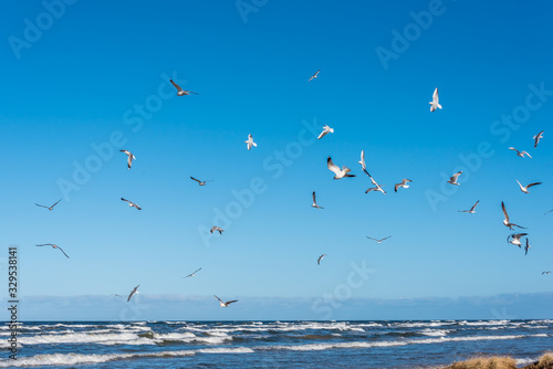 Birds over a Baltic Sea Beach on a Sunny Day