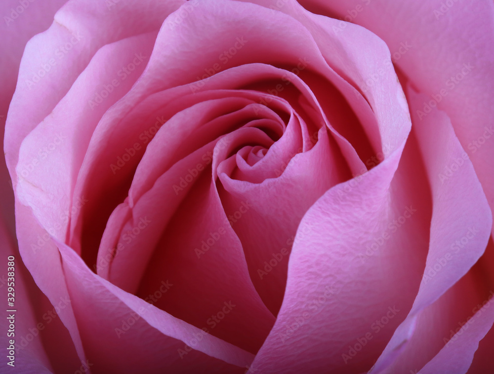 Bud of a pink rose. Side view. Close-up.