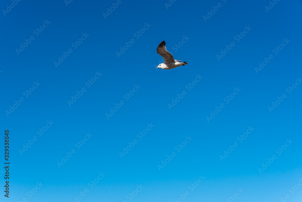 Birds over a Baltic Sea Beach on a Sunny Day Birds over a Baltic Sea Beach on a Sunny Day