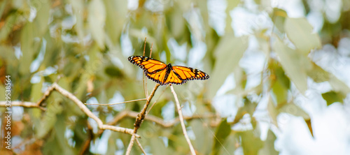Monarch Butterfly also known as Danaus plexippus.