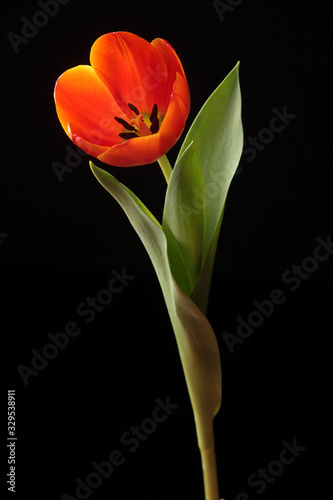 red tulip isolated on black background