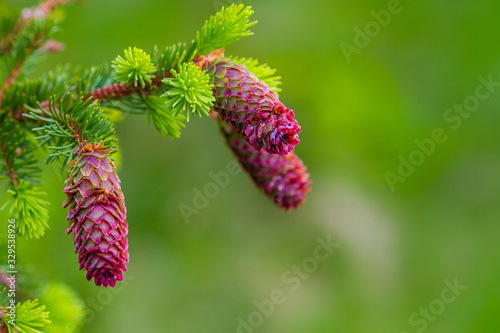 Young fir cones on tree branches, spring time