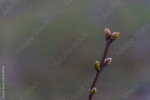 Budding Leaves in Early Spring against a Green Background