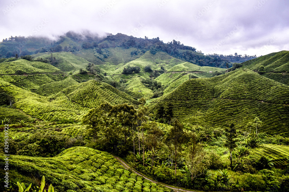 View on the tea plantations