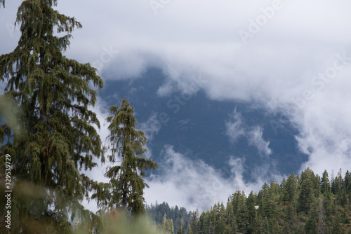 trees and blue sky photo