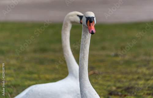 Fototapeta Naklejka Na Ścianę i Meble -  Swans out for a Walk in Spring