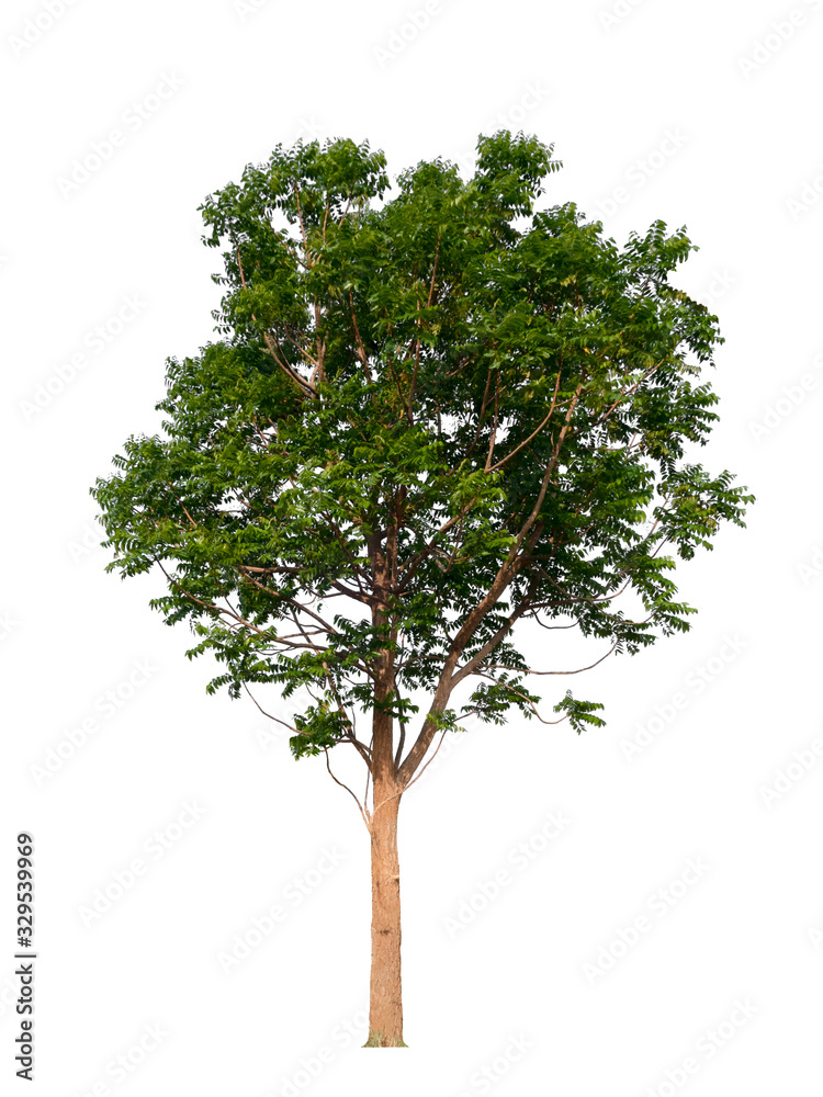 Fototapeta premium tree isolated on white background