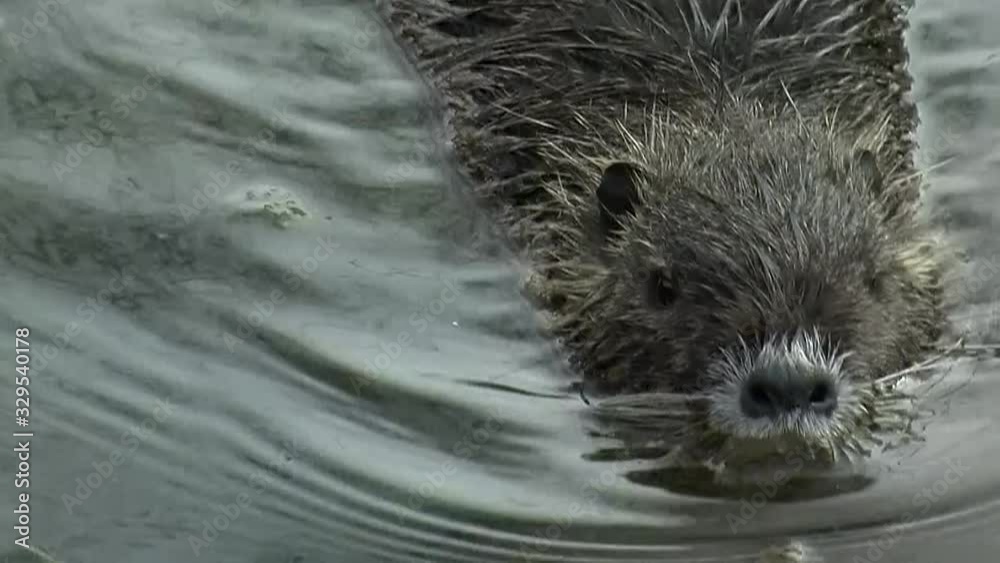 Ein Nutria in Großaufnahme schwimmt im Wasser (Originalton) Ein Nutria in Großaufnahme schwimmt im Wasser (Originalton)