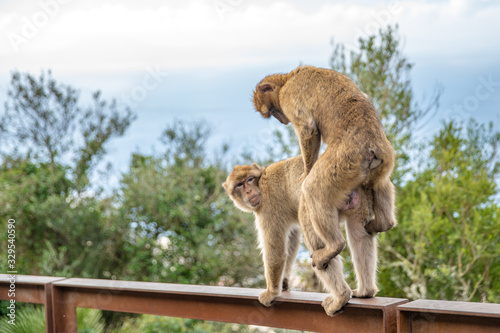 mating monkeys in wildlife in nature reserve