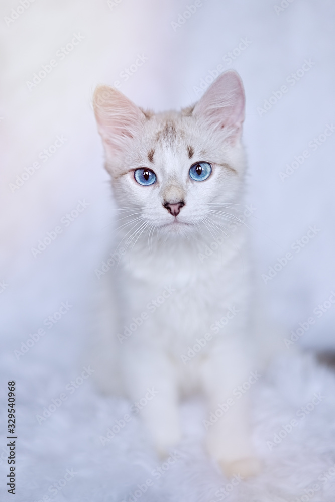 White kitten with blue eyes relaxes in bed  