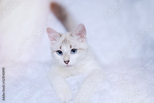 White kitten with blue eyes relaxes in bed 