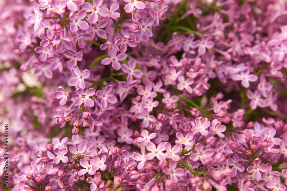 A branch of blossoming lilac (syringa) flowers. Lilac background. Lilac closeup. A branch of blossoming lilac (syringa) flowers. Lilac background. Lilac closeup.