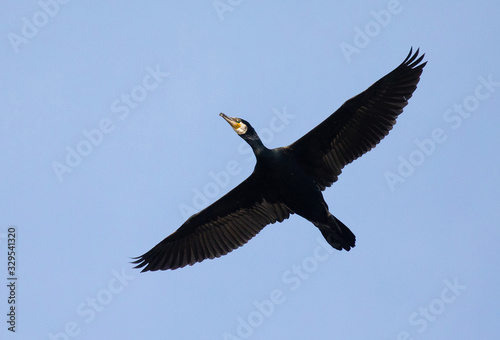 Large cormorant