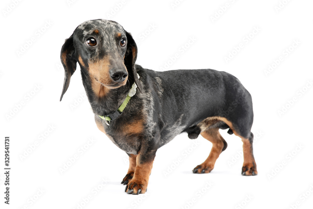 Studio shot of an adorable Dachshund Studio shot of an adorable Dachshund