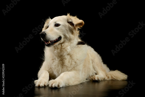 Studio shot of a lovely Golden Retriever puppy © kisscsanad
