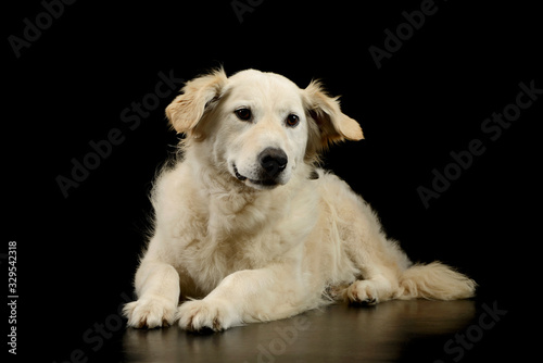 Studio shot of a lovely Golden Retriever puppy