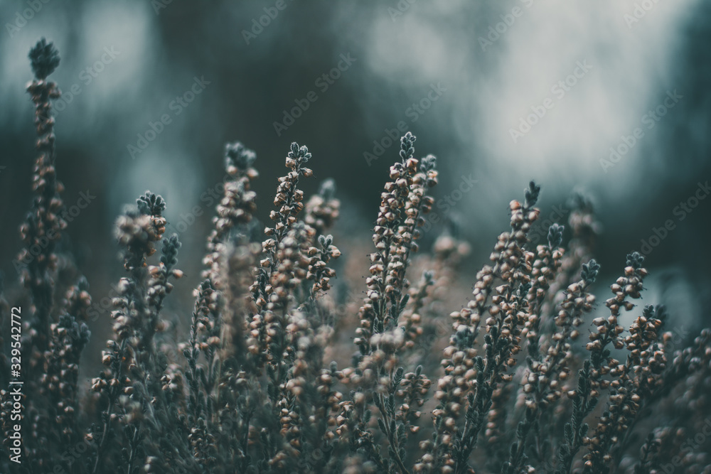 Fototapeta premium Moody dark close-up of heather (Calluna vulgaris) plant in woods. Shallow depth of field, wide angle. Soft focus with dark blurred bokeh background