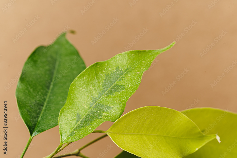 Set of craft elements with copy space and green leaves. Ecology concept Set of craft elements with copy space and green leaves. Ecology concept