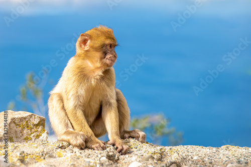 A monkey on a cliff watching the surroundings  a blue sky in the background