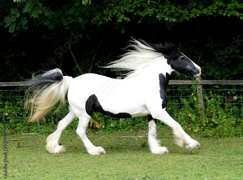 Skewbald Pony at Liberty
