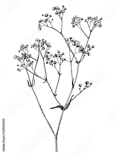 Hand drawn gypsophila branch