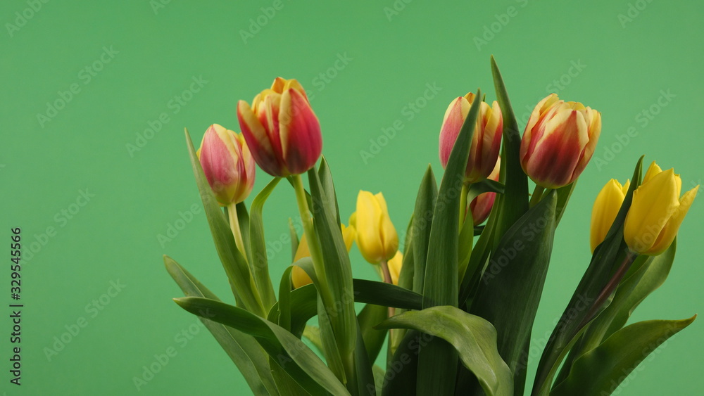 beautiful colorful tulips on a green background