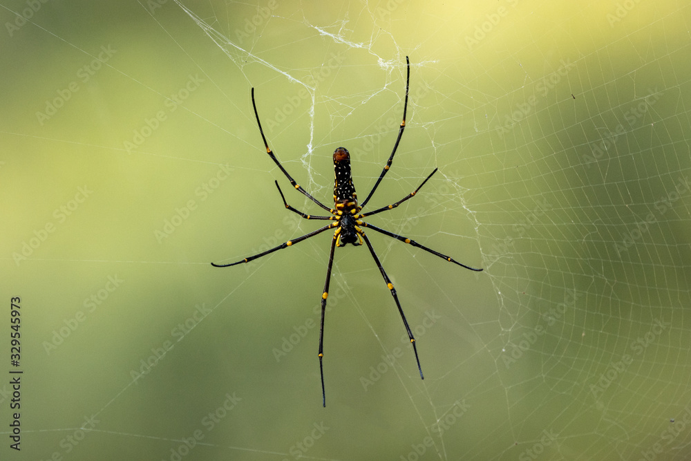 Large wild giant wood spider on its web macro Large wild giant wood spider on its web macro