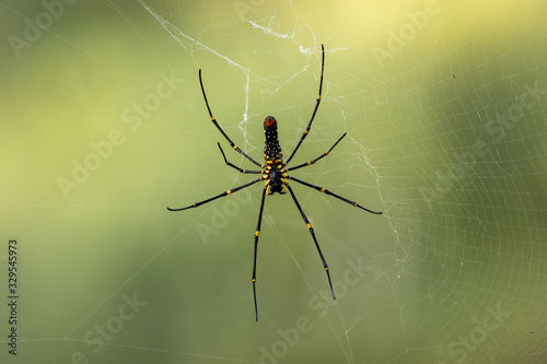 Large wild giant wood spider on its web macro