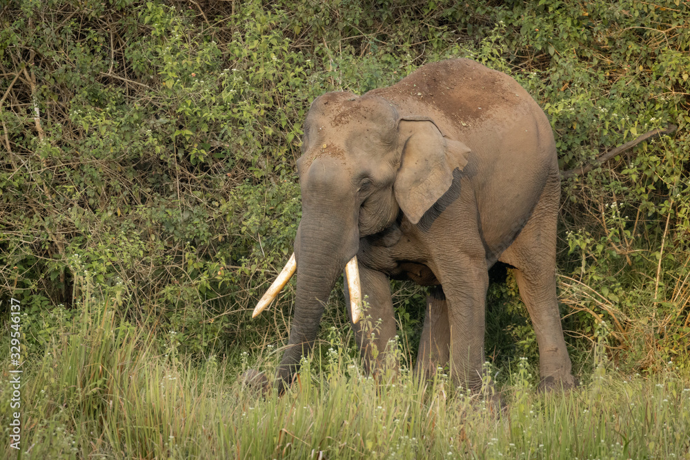 Single wild asian elephant walking in the Wayand Forest, India