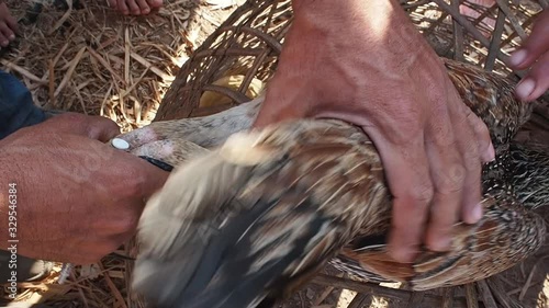 Farmer artificially inseminating chicken with syringe, top view
