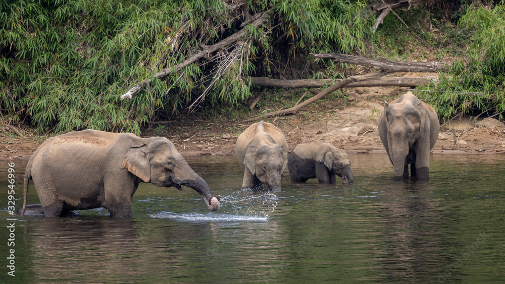 A herd of wild asian elephants feeding in the Periyar River, Kerala, India A herd of wild asian elephants feeding in the Periyar River, Kerala, India