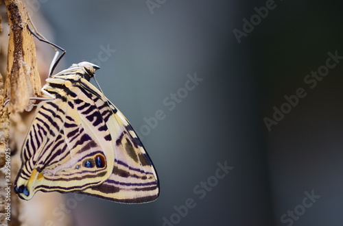 A tropical butterfly, the beautiful little one or colobura dirce, sits on a tree bark against a blue-gray background with plenty of space for text photo