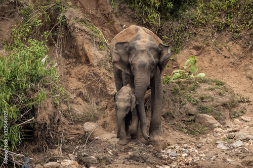 Canvas Print A mother and baby asian elephant approaching the banks of  the Periyar River, Ke